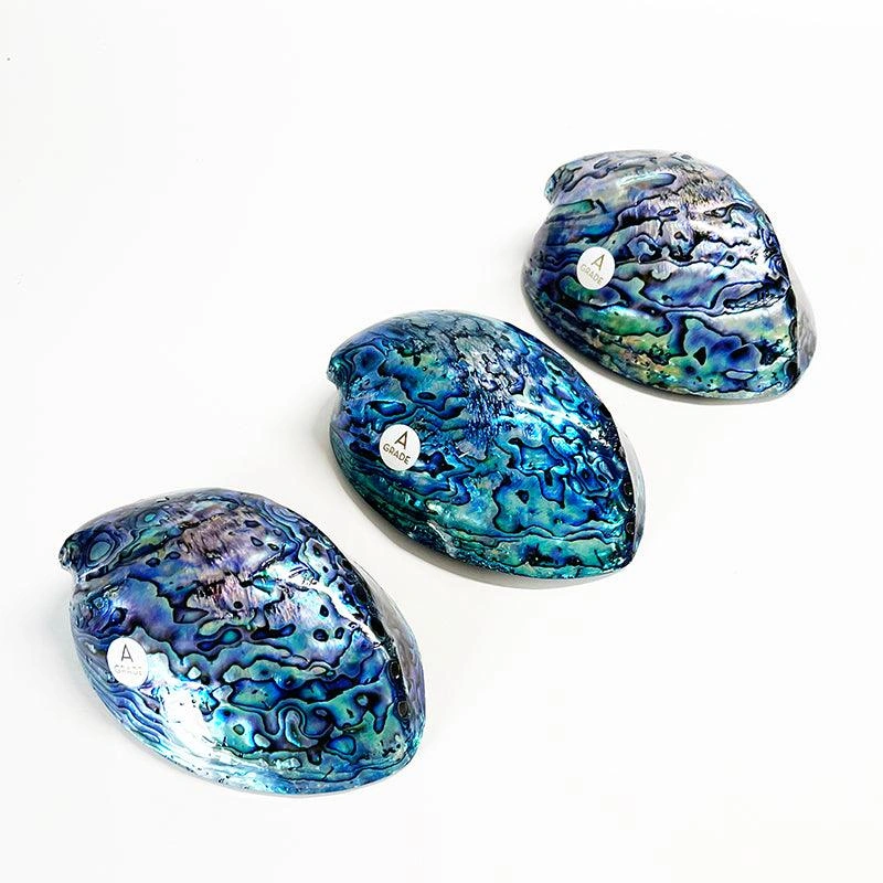 Luminous 12cm New Zealand Paua Shell Treasure